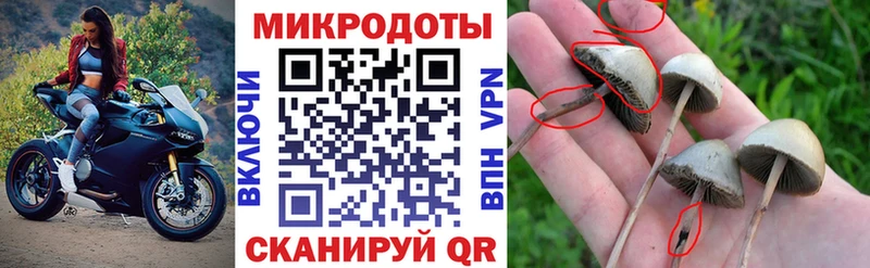 закладка  Болхов  Галлюциногенные грибы Psilocybe 